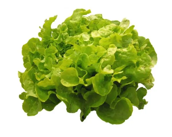 Salade