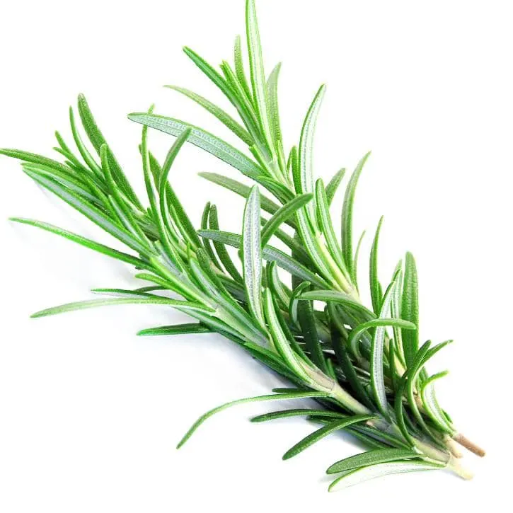 Romarin frais
